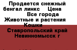 Продается снежный бенгал(линкс) › Цена ­ 25 000 - Все города Животные и растения » Кошки   . Ставропольский край,Невинномысск г.